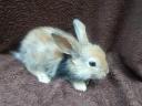 Dwarf rabbit, rabbit for sale cheap from Jászfényszaru