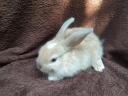 Dwarf rabbit, rabbit for sale cheap from Jászfényszaru