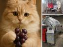 Used SIPREM grape presses for sale - for the 2025 harvest