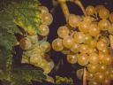 Irsai grapes