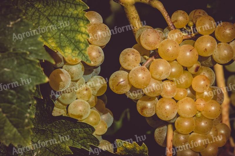 Irsai grapes