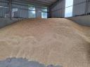 Autumn oats for sale