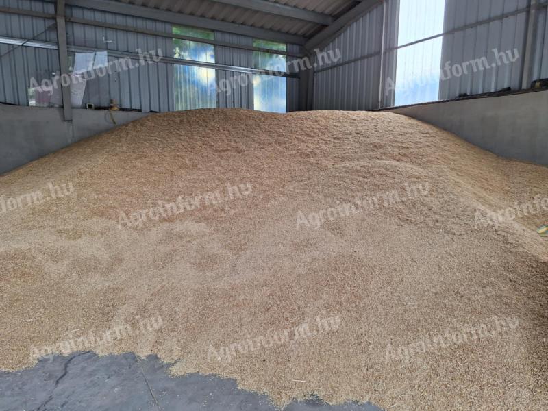 Autumn oats for sale