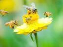 Beekeeper training