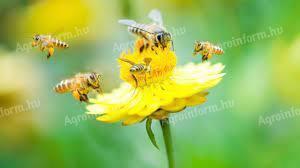Beekeeper training