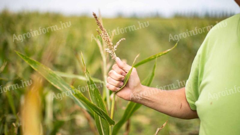 Da li vaš kukuruz više ne daǰe plod? Ne dozvolite da propadne – mi ćemo otkupiti sušeni kukuruz.