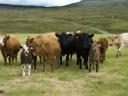 Bulls 300-900+kg