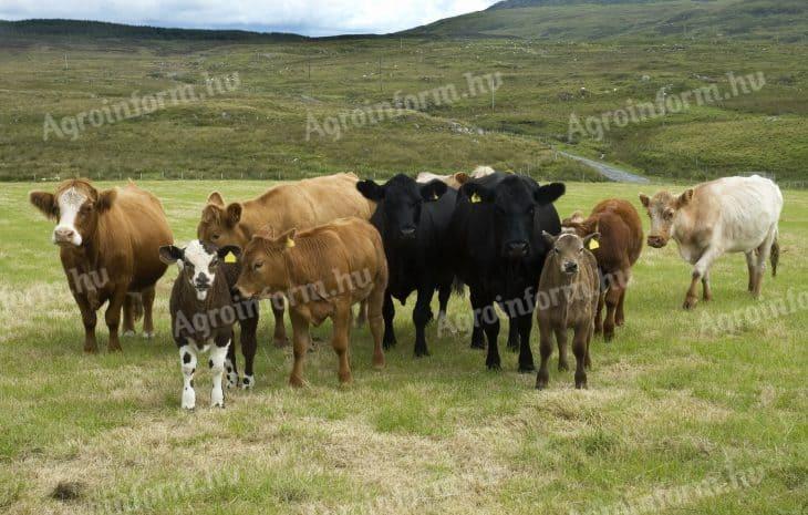 Bulls 300-900+kg