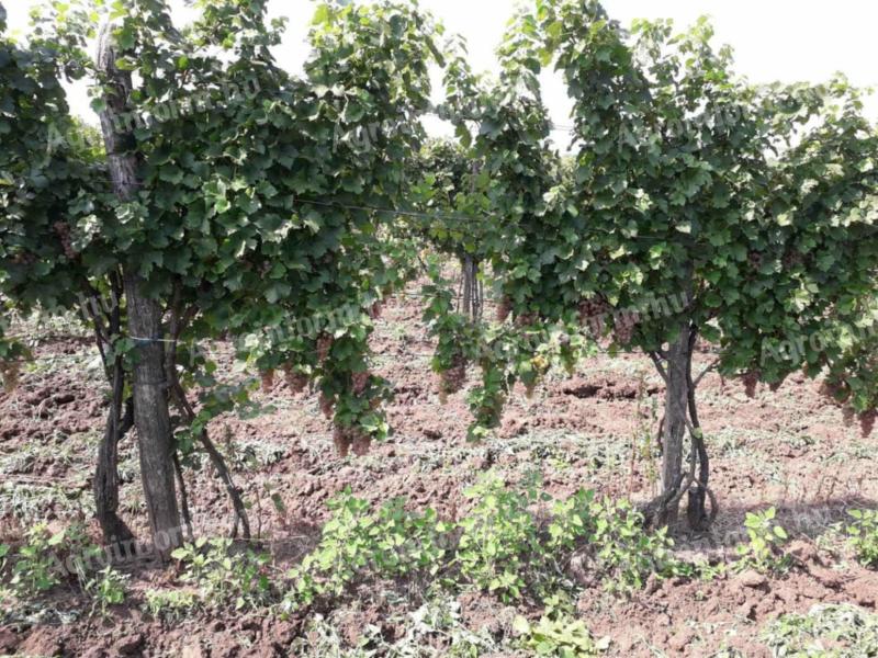Grapes