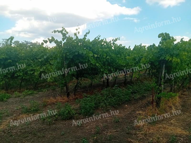 Vinograd za prodajo