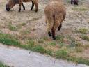 Lambs for sale
