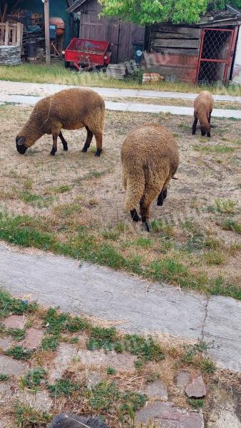 Lambs for sale