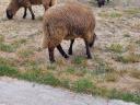 Lambs for sale