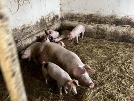 Lapály*danbred duroc malacok eladók