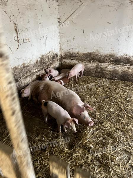 Lapály*Danbred Duroc Ferkel zu verkaufen