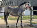 School horse hobby mare