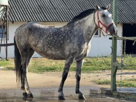 Iskola ló hobby Kanca