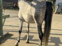 School horse hobby mare