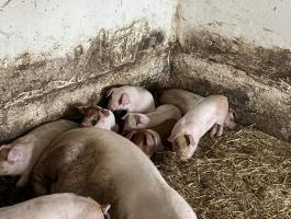 Eladó lapály *Danbred Duroc malacok