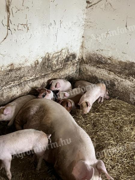 Flache *Danbred Duroc Ferkel zu verkaufen
