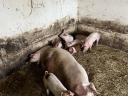 Flache *Danbred Duroc Ferkel zu verkaufen