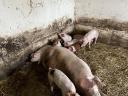 Flache *Danbred Duroc Ferkel zu verkaufen