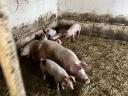 Flache *Danbred Duroc Ferkel zu verkaufen