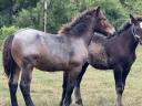 Native Coldblooded stallion
