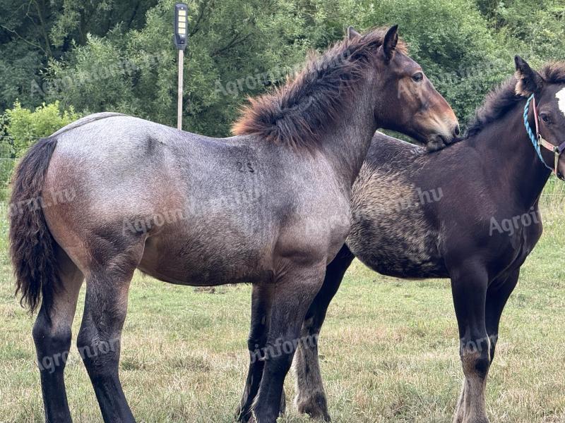 Native Coldblooded stallion