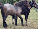 Native Coldblooded stallion