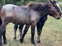 Native Coldblooded stallion