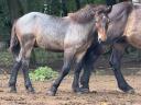 Native Coldblooded stallion