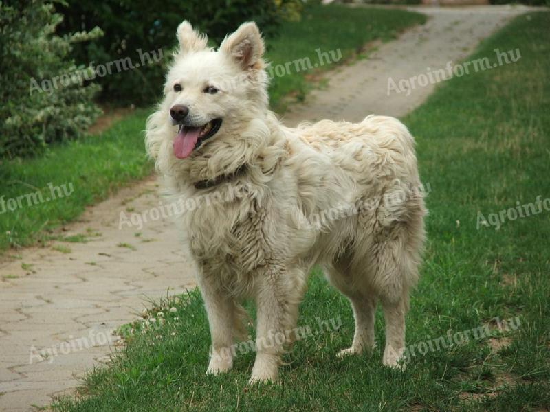 Mudi puppies and kittens