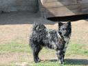 Mudi puppies and kittens