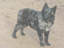 Mudi puppies and kittens