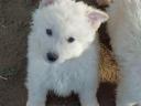 Mudi puppies and kittens