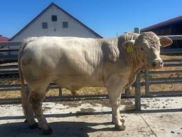 Charolais STV zárt tenyészbikák