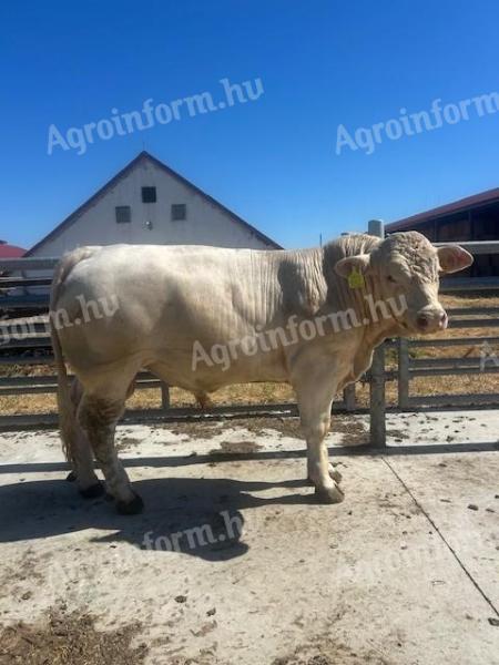 Charolais STV zárt tenyészbikák