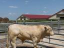 Charolais STV zárt tenyészbikák