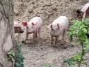 Ungarische Flachgesichtsferkel