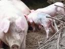 Ungarische Flachgesichtsferkel