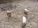 Ungarische Flachgesichtsferkel