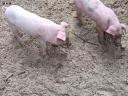 Ungarische Flachgesichtsferkel