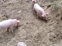 Ungarische Flachgesichtsferkel