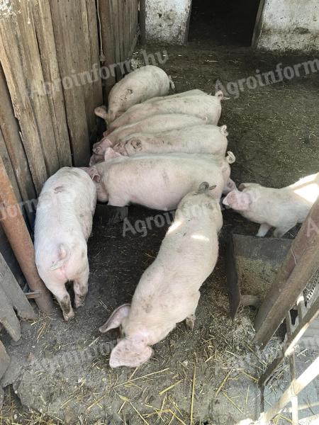 Wahlschwein