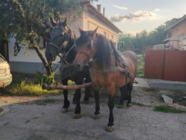 Eladó a képen látható 2 db ló