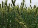 Triticale-Stroh