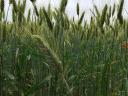 Triticale-Stroh