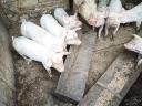 Absetzferkel zu verkaufen