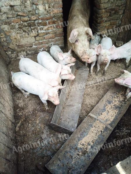 Absetzferkel zu verkaufen
